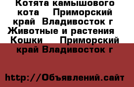 Котята камышового кота. - Приморский край, Владивосток г. Животные и растения » Кошки   . Приморский край,Владивосток г.